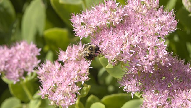 New pollinator garden at Duke Energy Tippecanoe Solar Power Plant in Indiana helps pollinator species thrive