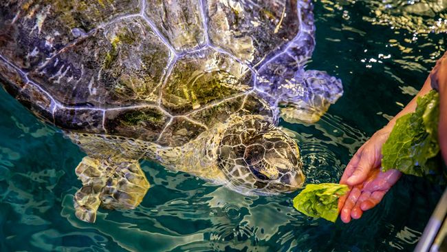 Florida's natural resources and species conservation efforts to benefit from nearly $355,000 in grants from Duke Energy 