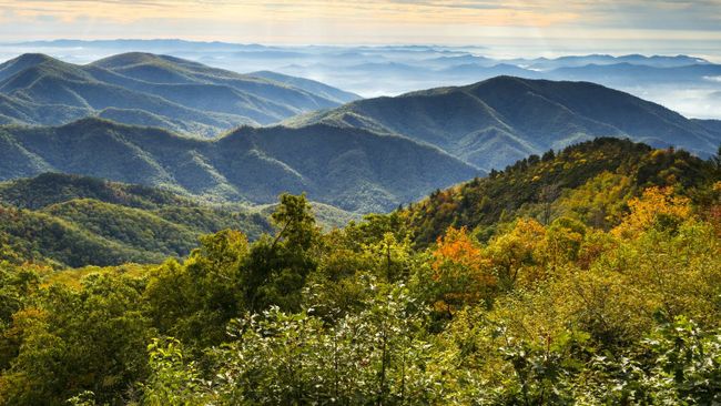 Duke Energy offers customers a new way to help plant trees