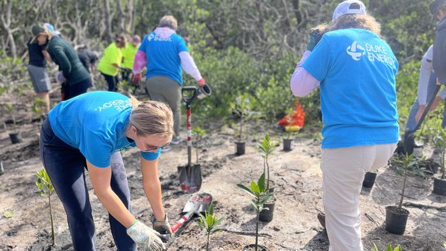 Duke Energy, Coastal Conservation Association Florida plant 500 mangroves at state park devastated by Hurricane Ian 