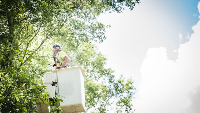 Duke Energy Florida’s tree care practices prevent outages, earn 18th consecutive year of national recognition 