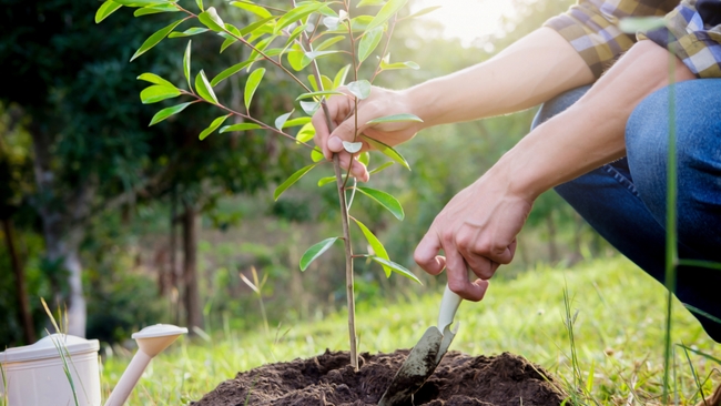 Duke Energy Florida’s tree giveaway encourages customers to plant the right tree in the right place to keep the power flowing 
