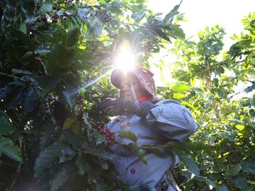How Dunkin’ Is Helping Ensure The Future of Coffee