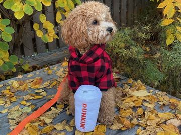 How Getting Your Pup Into the Holiday Spirit Can Help a Good Cause