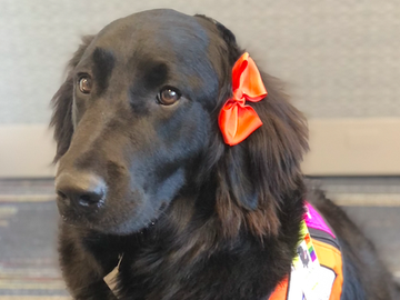 A Special Valentine: Meet Valentina, The Newest “Dogs for Joy” Therapy Dog