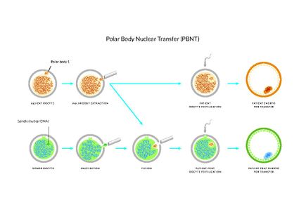 Polar Body Graphic