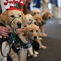 Sightmasters puppies