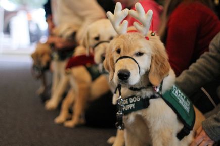Sightmasters puppies