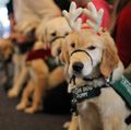 Sightmasters puppies