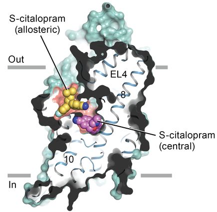 The image depicts a slice through a surface representation of the serotonin transporter bound the antidepressant S-citalopram. S-citalopram molecules bound to the allosteric (yellow) and central (magenta) sites are shown as spheres.