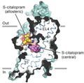 The image depicts a slice through a surface representation of the serotonin transporter bound the antidepressant S-citalopram. S-citalopram molecules bound to the allosteric (yellow) and central (magenta) sites are shown as spheres.