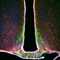 Confocal microscopy image of the medial basal hypothalamus illustrating the cellular complexity of this brain region.