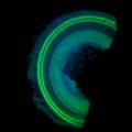 Lower power image of the cochlear coils, containing hair cells