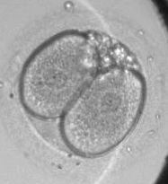 2-cell stage