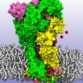 P2X molecular receptor