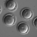 Germline editing: PN 1