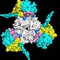 Scientists discover genetic markers for severe form of multiple sclerosis 