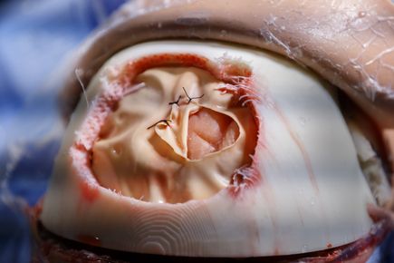 Brain surgery simulator
