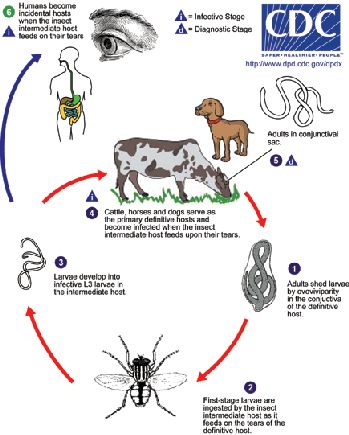 Thelazia life cycle