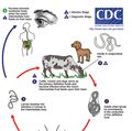 Thelazia life cycle