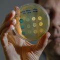 Streptococcus mutans research