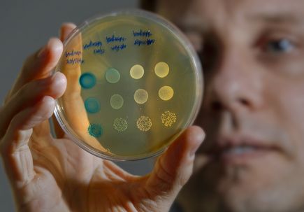 Streptococcus mutans research