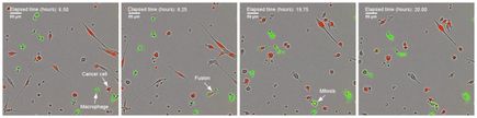 Cell fusion graphic