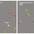 Cell fusion graphic