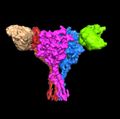 Human epithelial sodium channel model