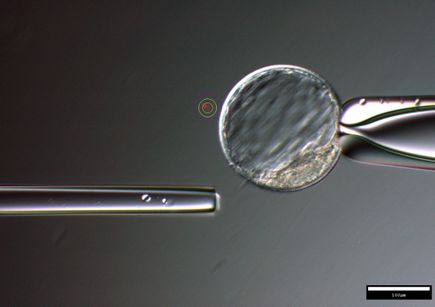 Genome editing
