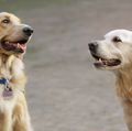 OHSU Doernbecher Children's Hospital therapy dogs 