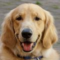 Davis headshot (2018)
