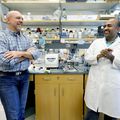 Adjuvant research