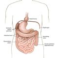 Situs inversus with levocardia