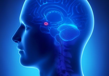 Amygdala