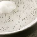 OHSU Insectary