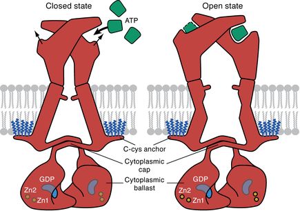 Cardio P2X7  protein receptor