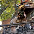 Neighborhood goats