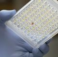 COVID-19 antibody testing