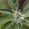 Ashwagandha (Withania somnifera)