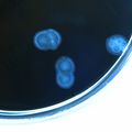 Campylobacter