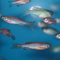 Zebrafish