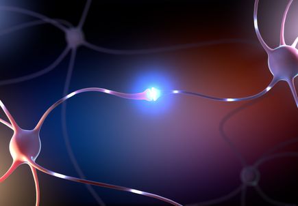 synapse