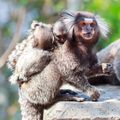 Marmoset