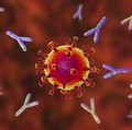 OHSU investigating lab-made antibodies to treat COVID-19 in clinical trial