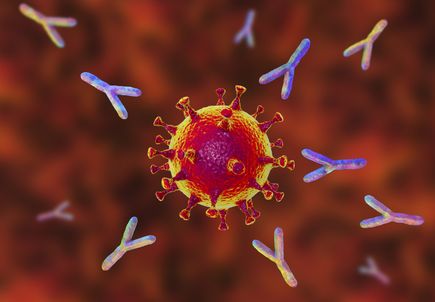 OHSU investigating lab-made antibodies to treat COVID-19 in clinical trial