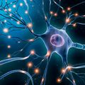 Myelin protection