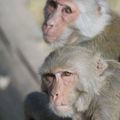 macaques