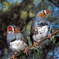 Zebra finch