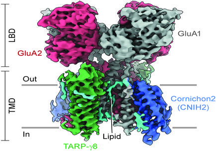 Receptor revealed